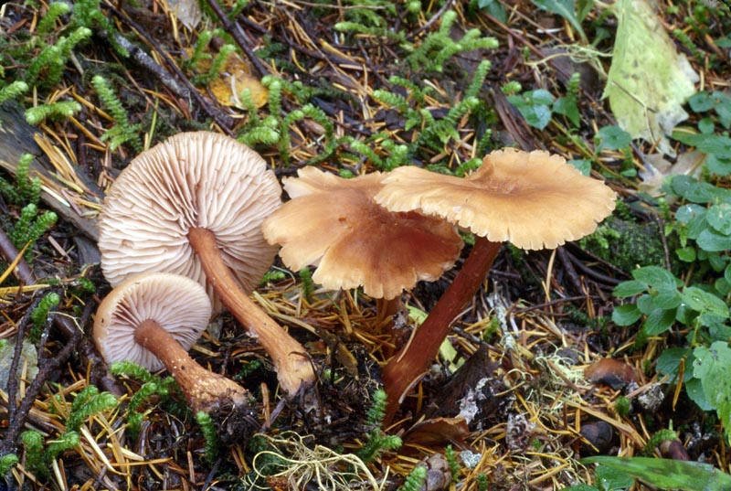 Laccaria bicolor